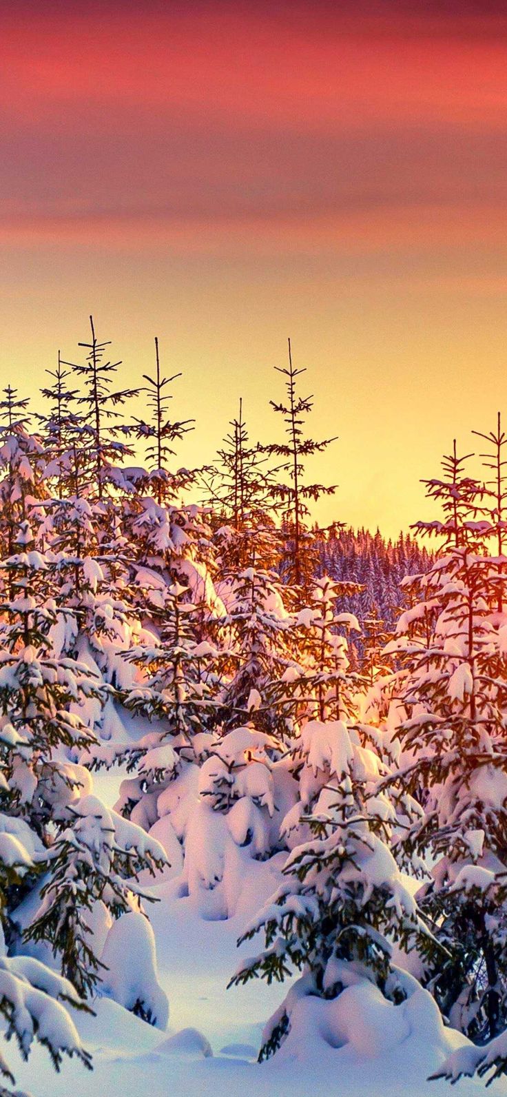 Snow Wallpaper Discover More Forest Nature Sunset Winter