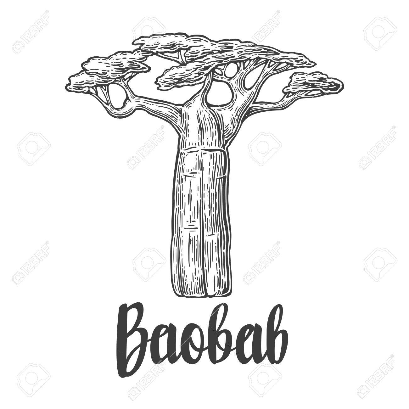 Baobab Tree Vector Vintage Engraved Illustration On White