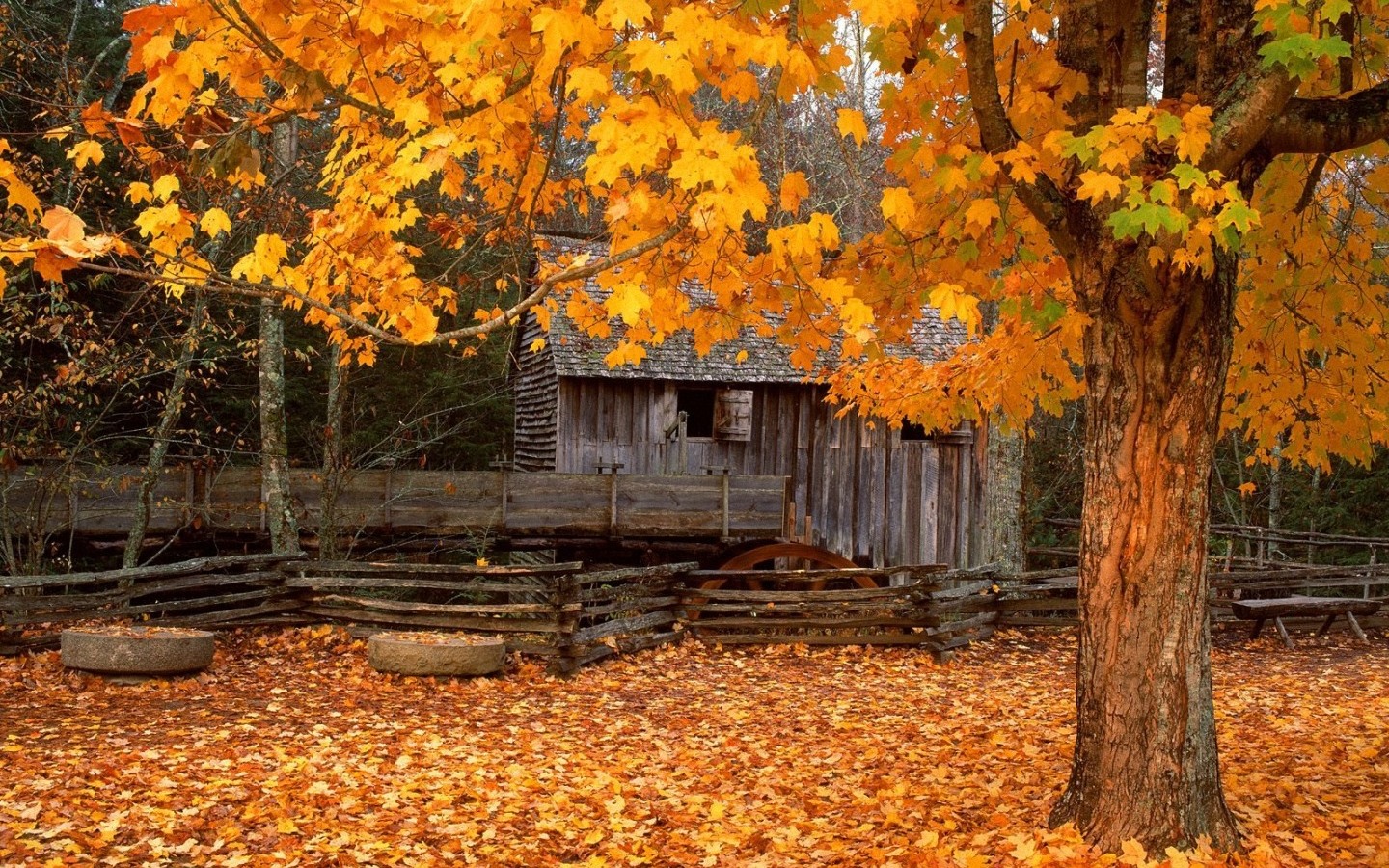 Autumn Of Great Smoky Mountain Wallpaper