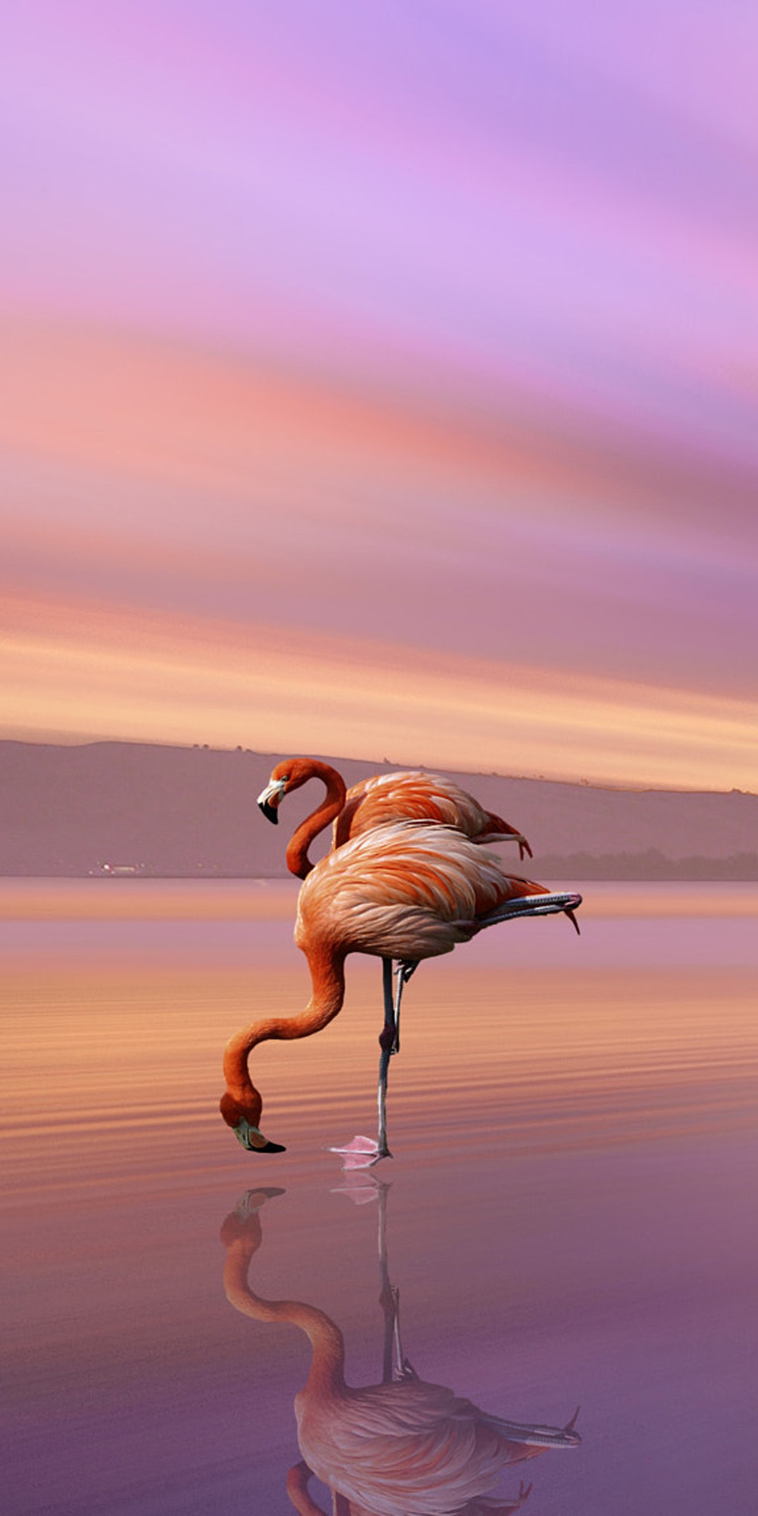 Fancy iPhone Wallpaper Bird Vertebrate Flamingo Greater