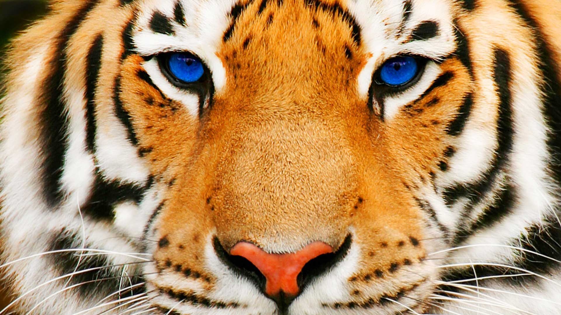 Tiger Face Wallpaper Which Is Under The