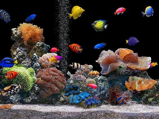 Download Live Aquarium wallpapers to your cell phone aquarium corals