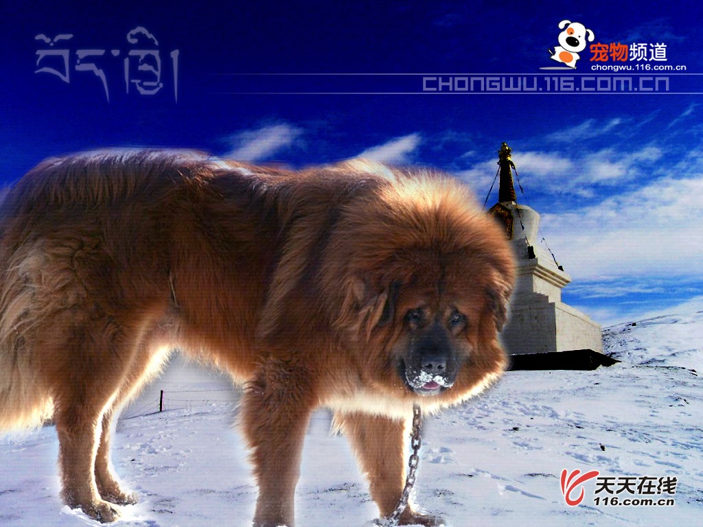 Tibetan Mastiff Wallpaper Resolution 31s Image Size