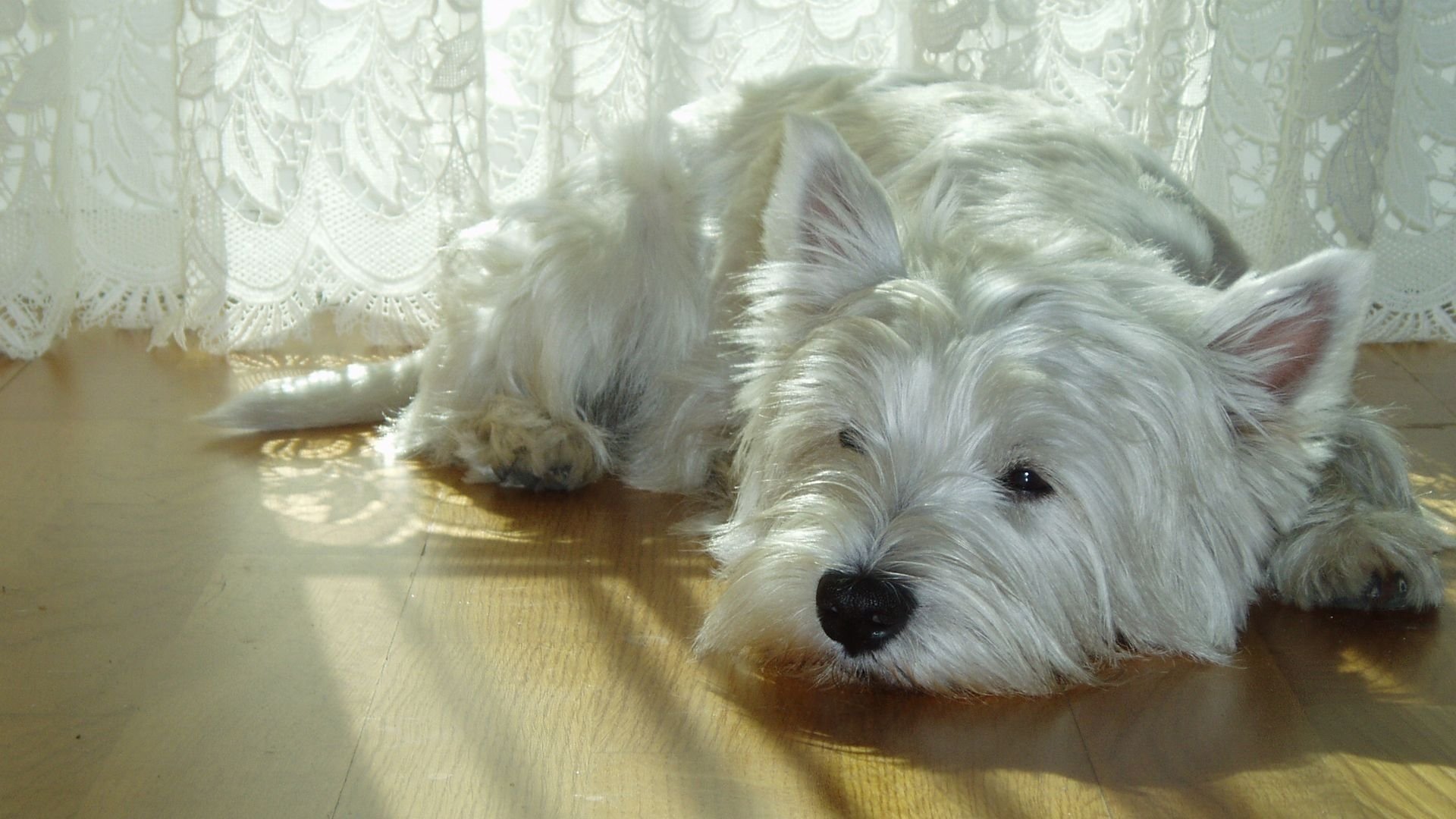 Monly Known As The Westie