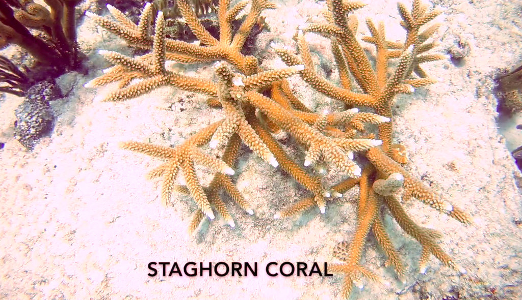 Staghorn Coral Wallpaper