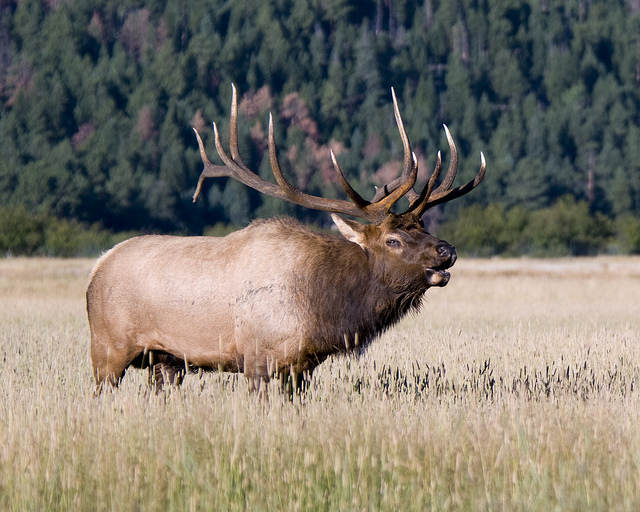 Bull Elk Bugling Photo Sharing