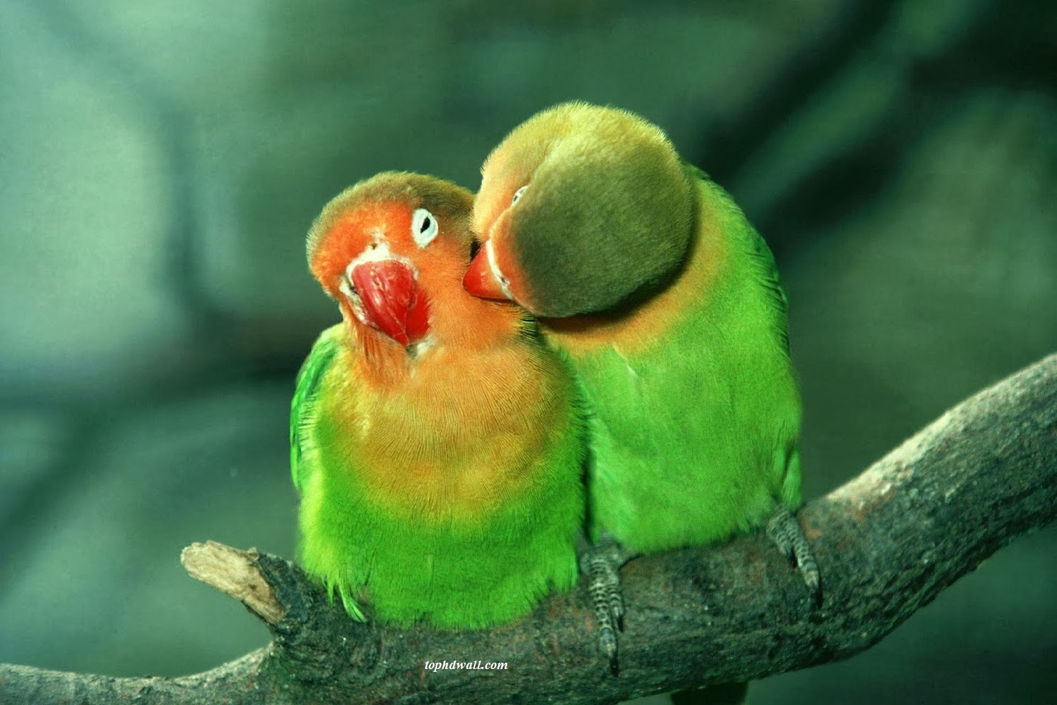 Love Birds Pictures Facts Wallpaper Information