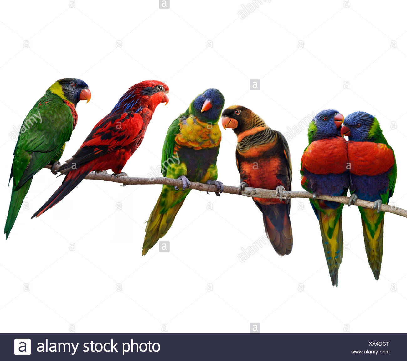 Free download Colorful ParrotsRainbow Lorikeet Perching Isolated On ...