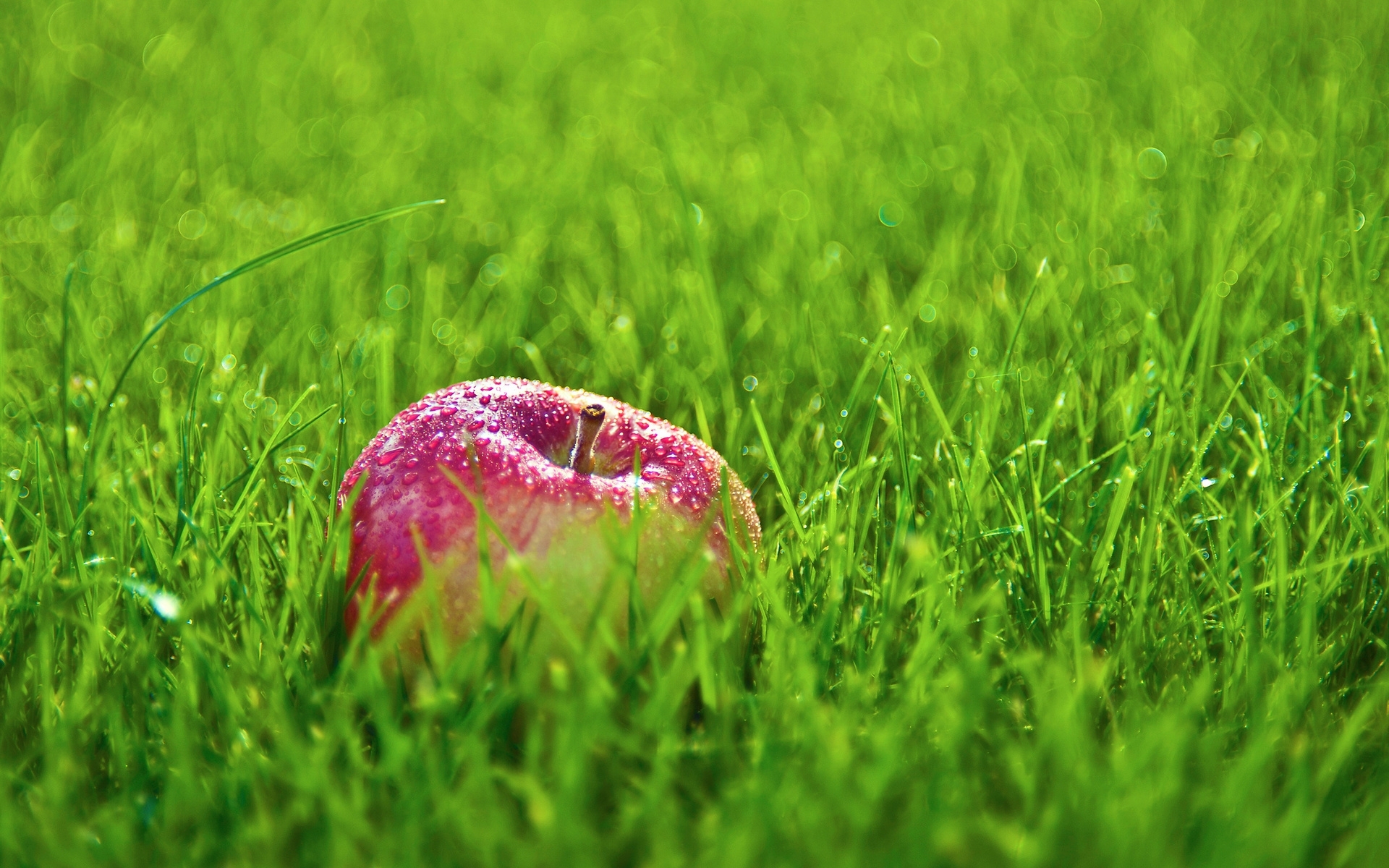 Red apple in the grass Wallpaper 24257