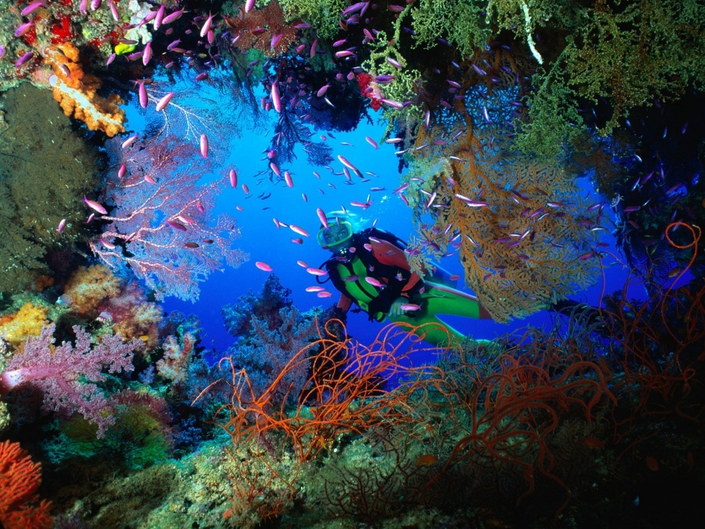 Beautiful Underwater Wallpaper