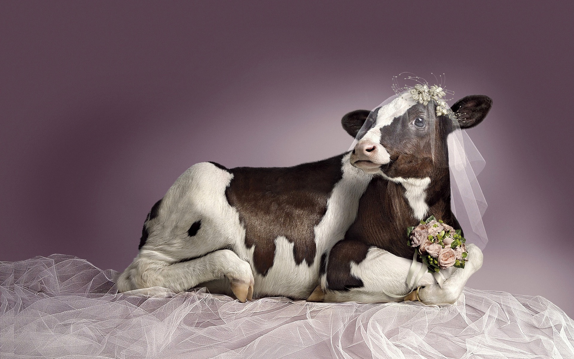Bridal Cow Funny Wallpaper And Image HD Rocks