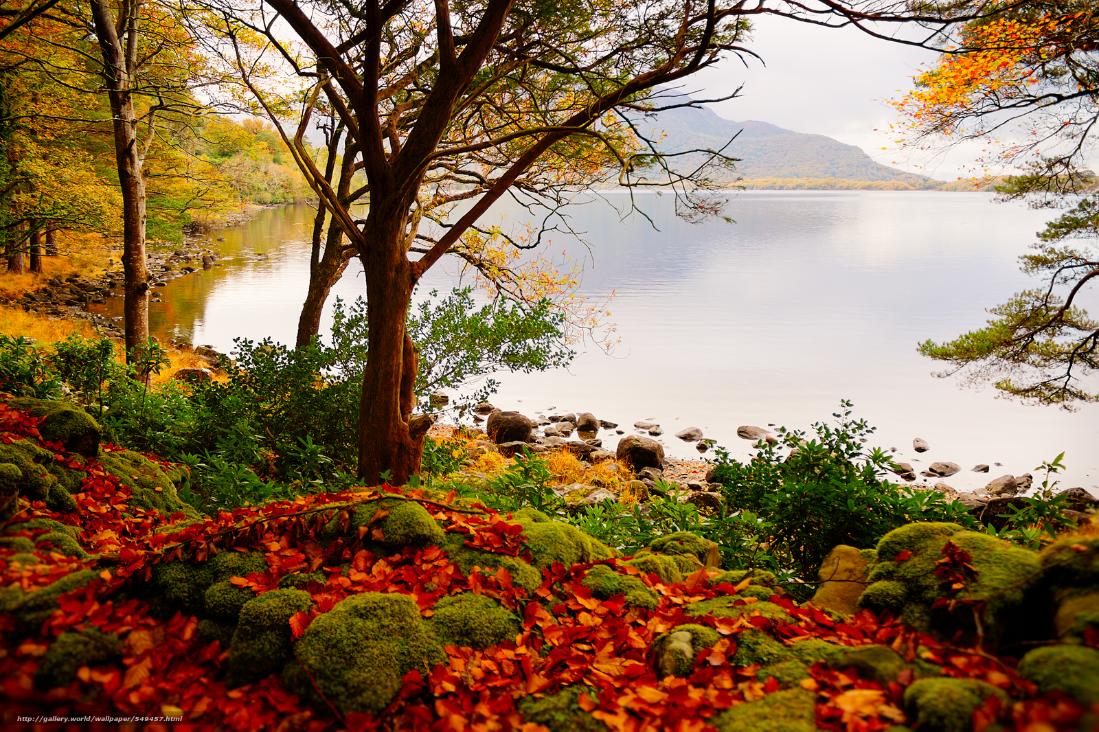 Wallpaper Autumn Lake Trees Landscape Desktop