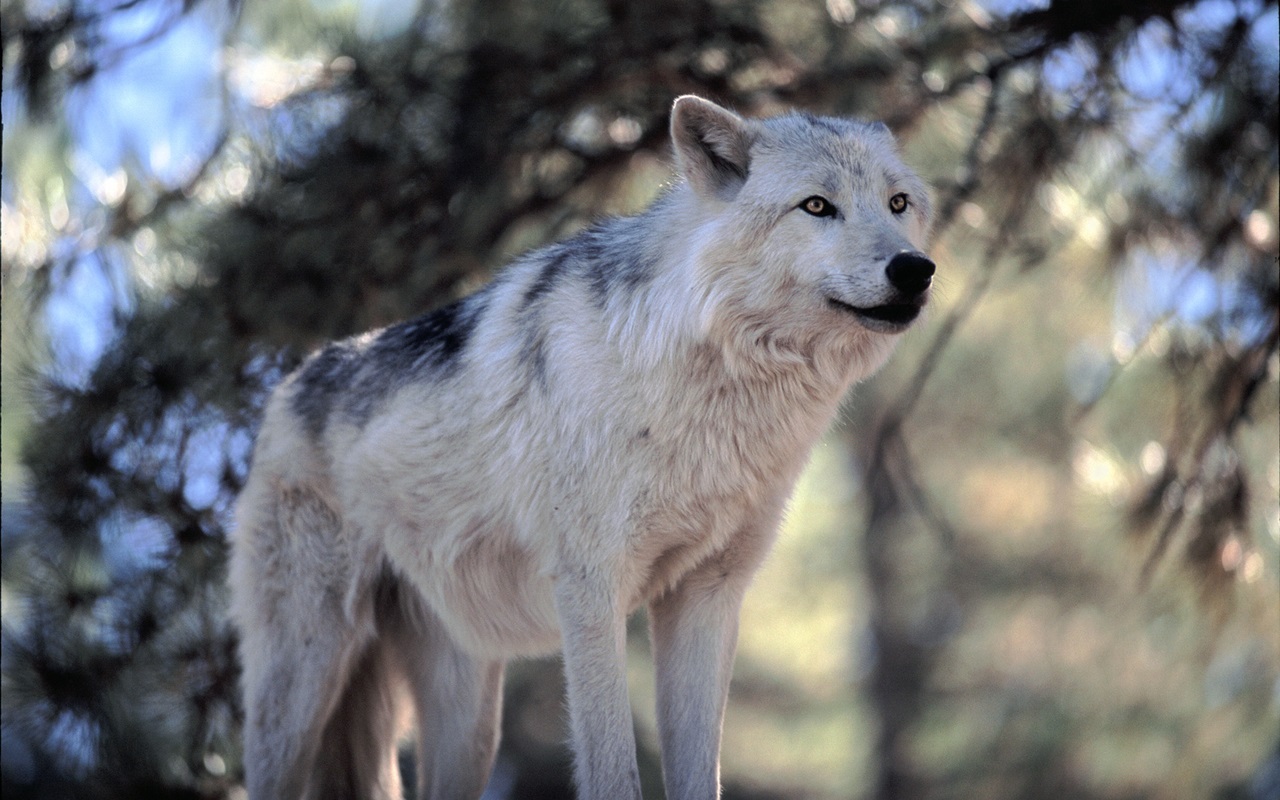 Wolf Wolves Natural Awesome Best HD Image Wallpaper Picture Photo
