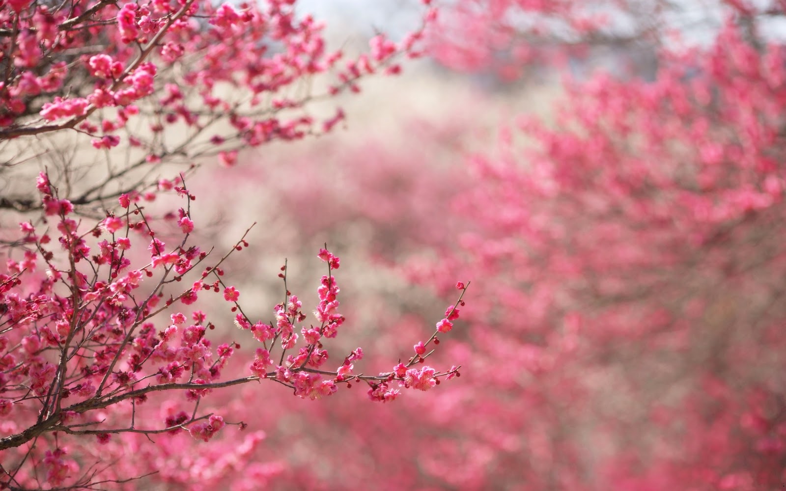 Best Sakura Flower Wallpaper Cherry