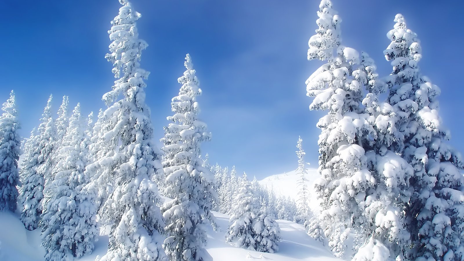 Winter Wonderland download free wallpapers for HD desktop
