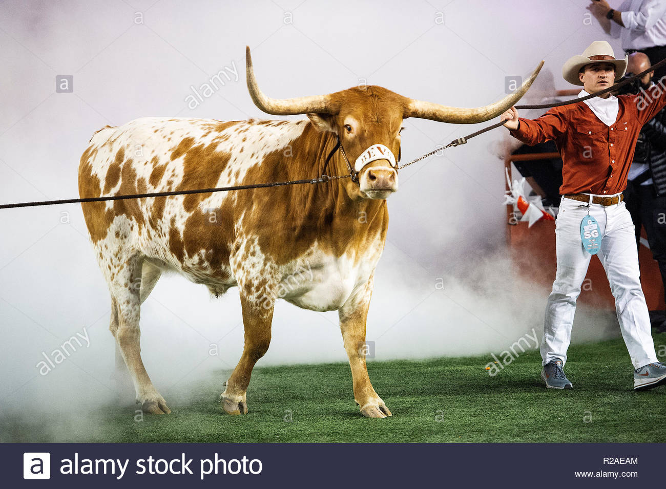 Bevo High Resolution Stock Photography And Image