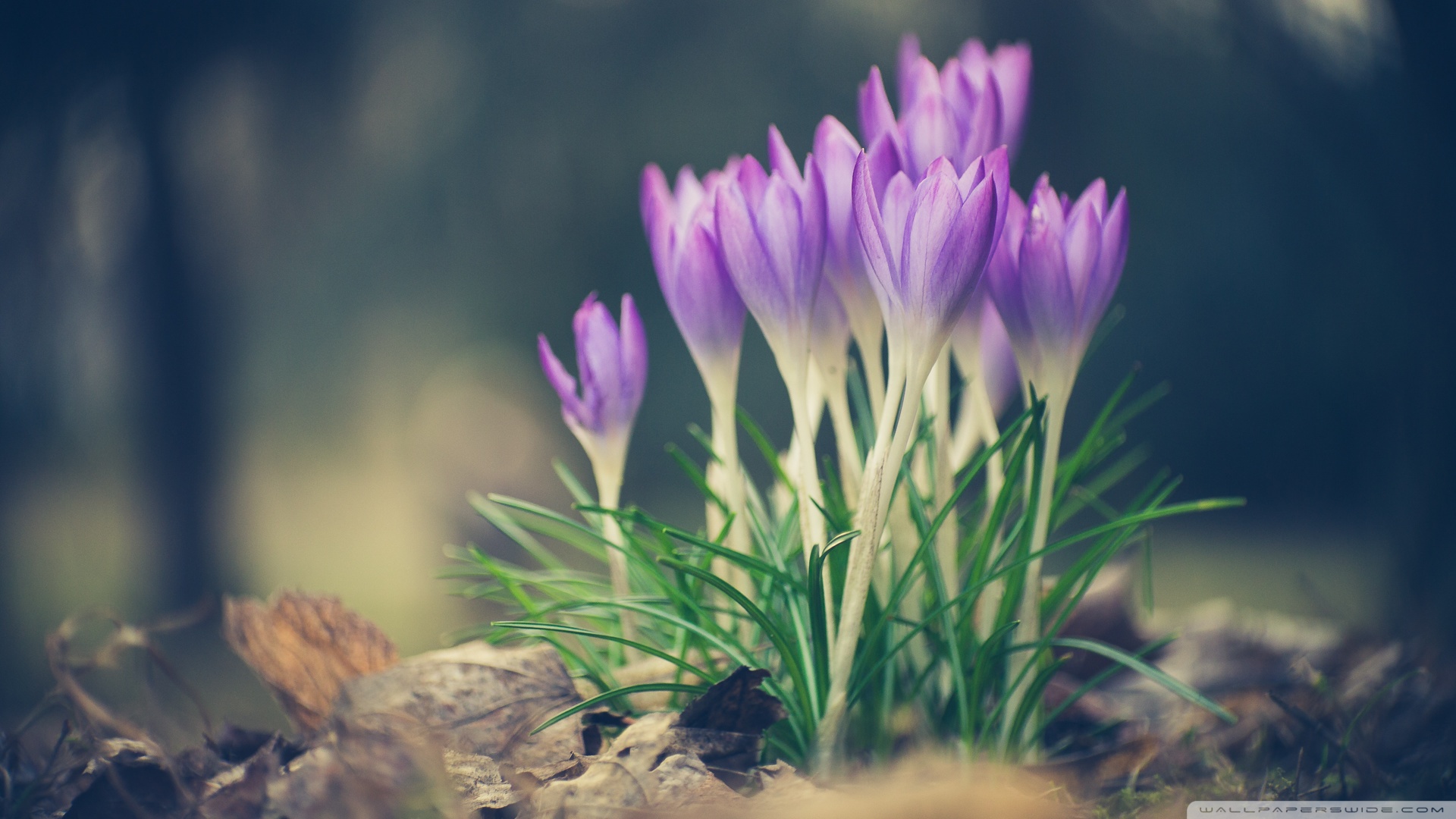 Crocus Spring Flowers 4k HD Desktop Wallpaper For Ultra