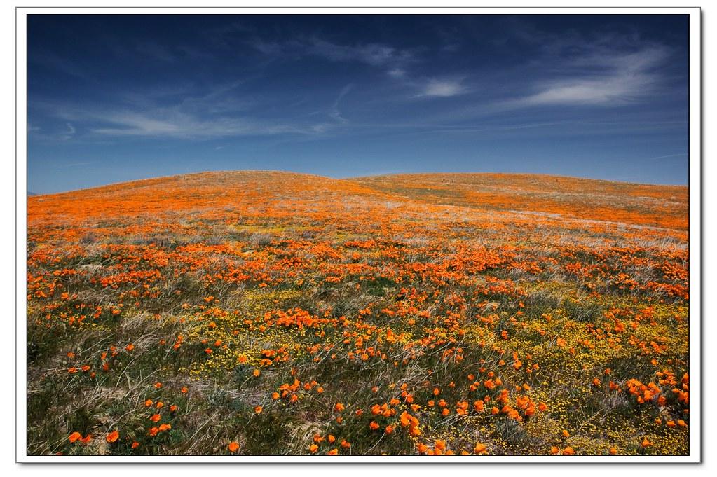 Windows Xp Wallpaper Spring At Antelope Valley Californi
