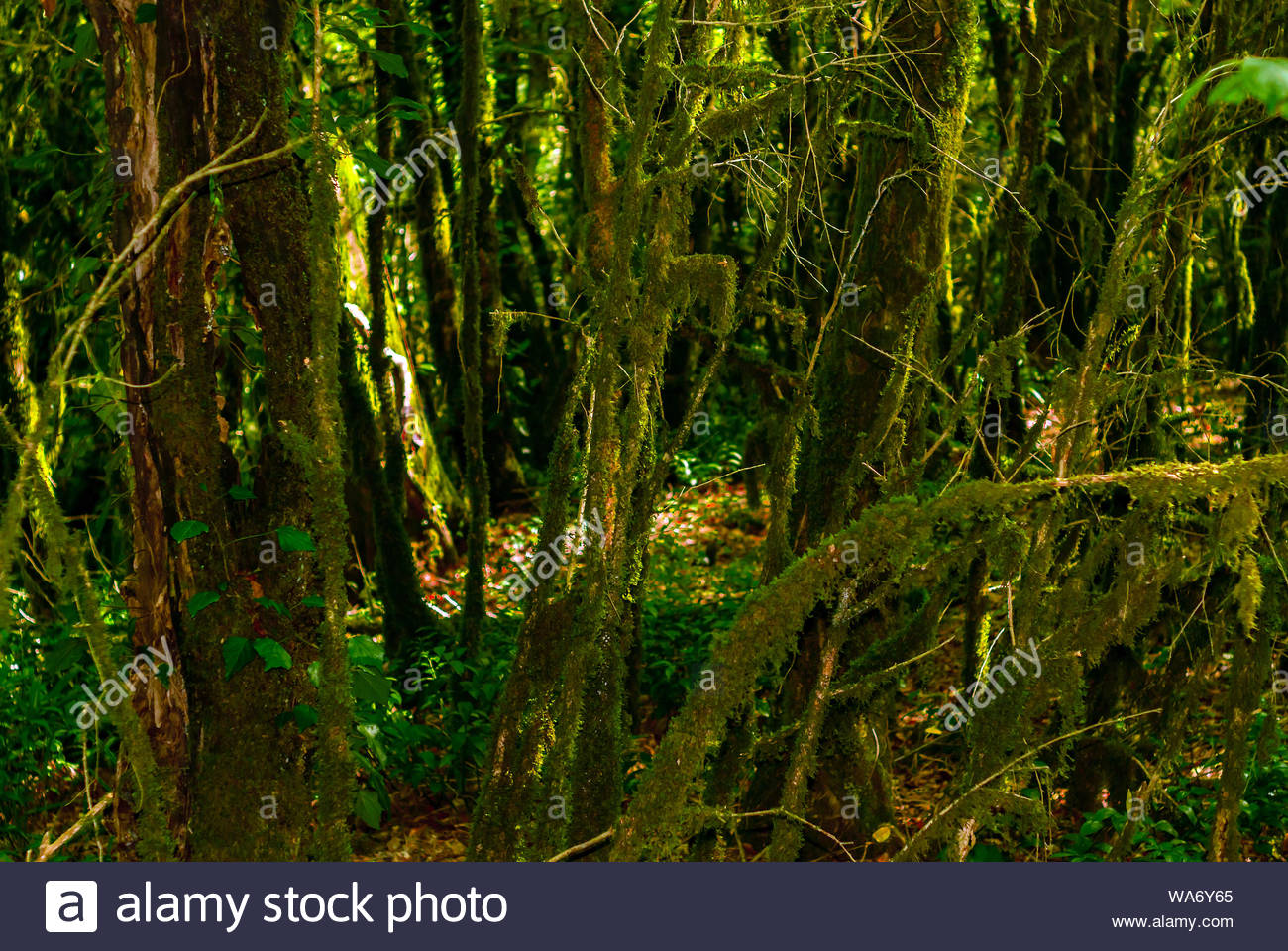 [32+] Grove Backgrounds | WallpaperSafari