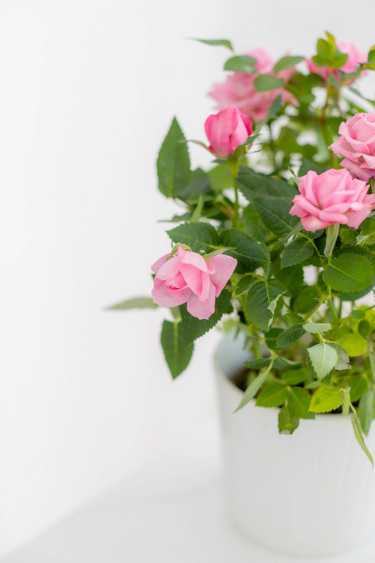 Top Pink Flowers Aesthetic Wallpaper Full HD 4k To Use
