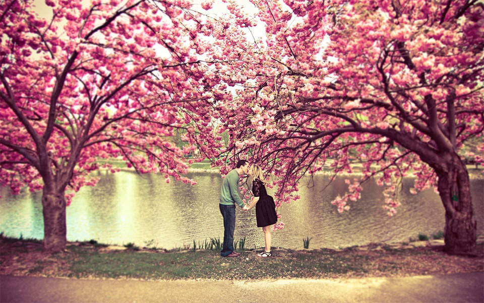 Kiss Under A Cherry Blossom Tree Jpg