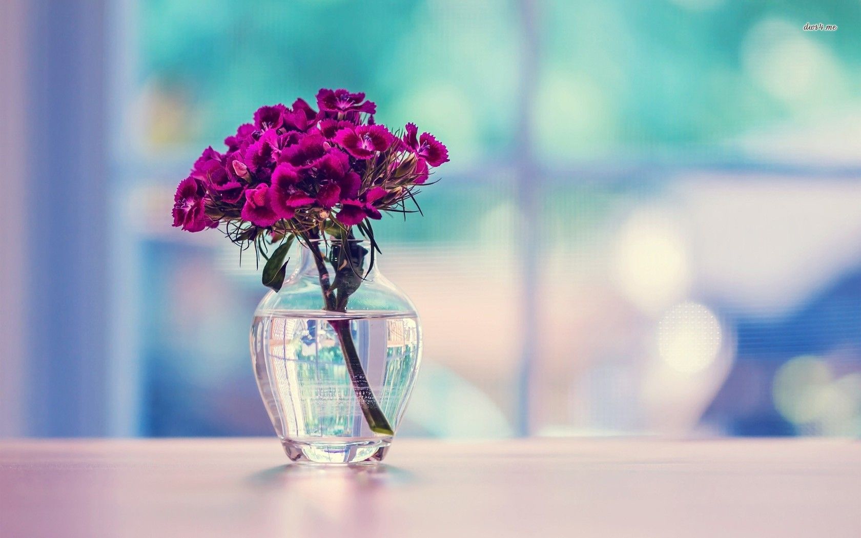 Dianthus Bouquet In A Vase HD Wallpaper