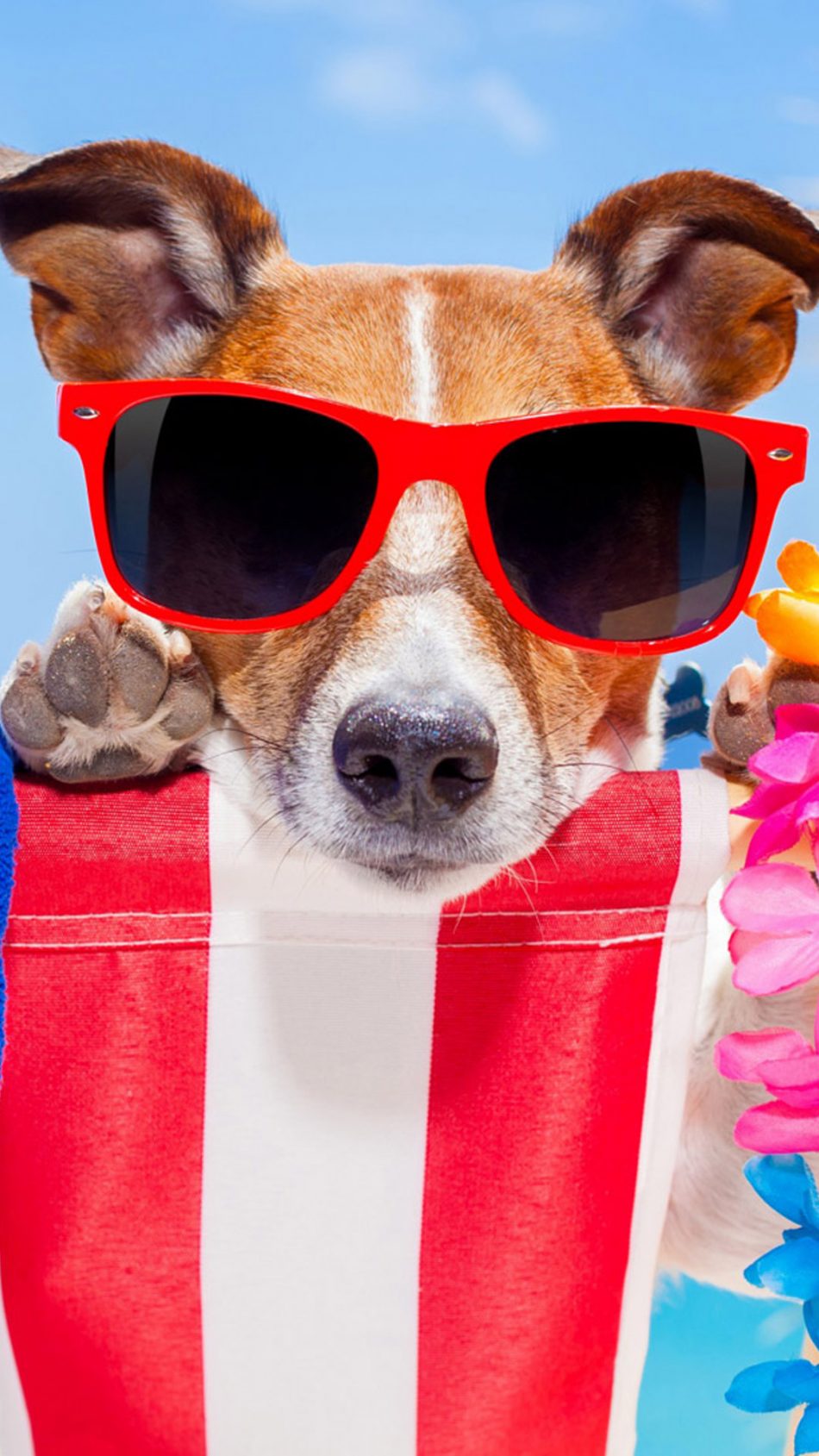 Dog Fun Sunglasses 4k Ultra HD Mobile Wallpaper