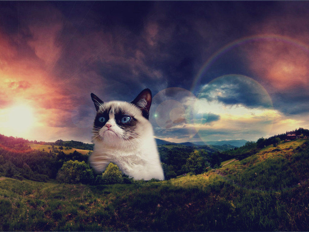 Get Your Grumpy Cat Wallpaper