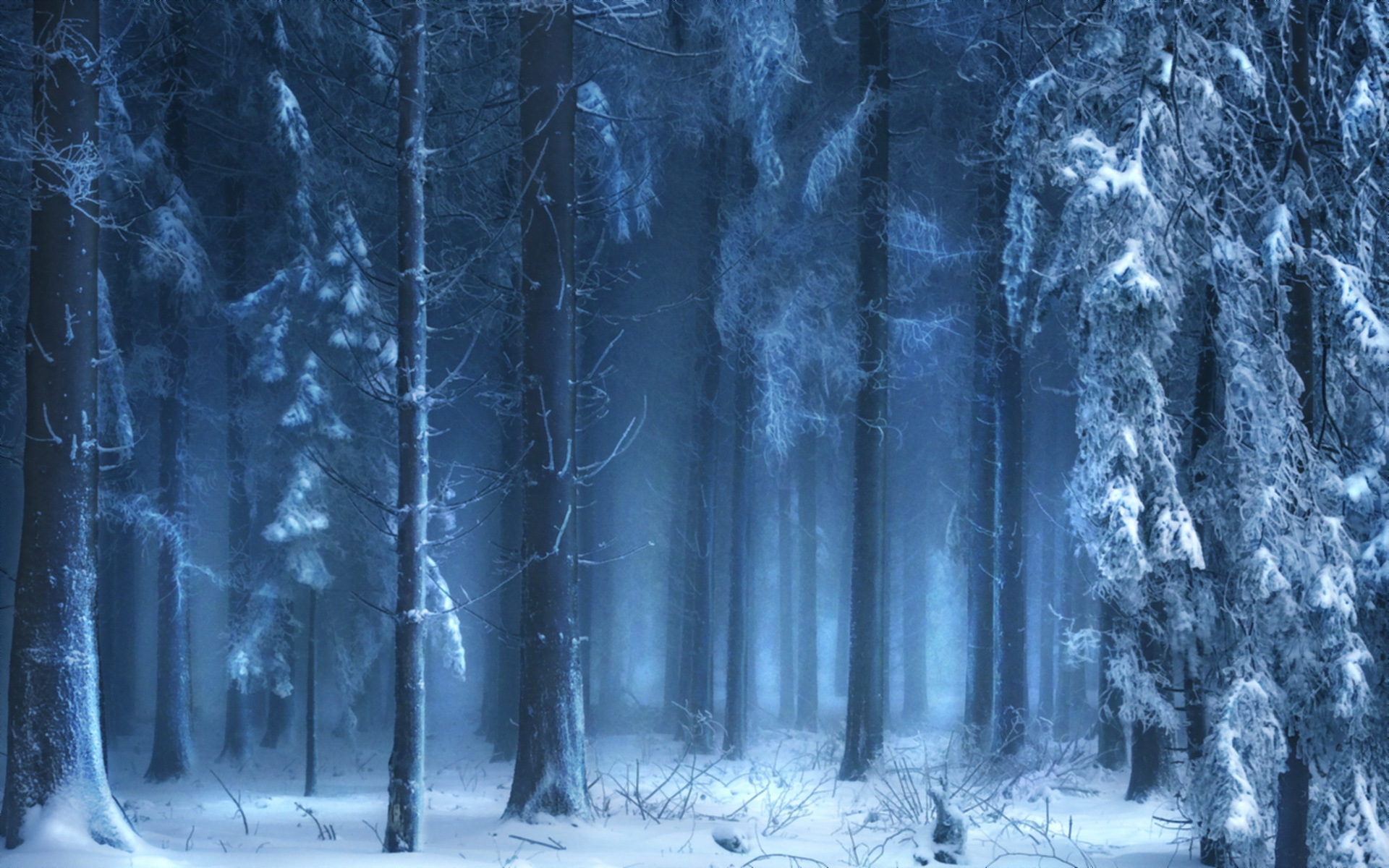 Landscapes Trees Forest Woods Winter Snow Wallpaper Background