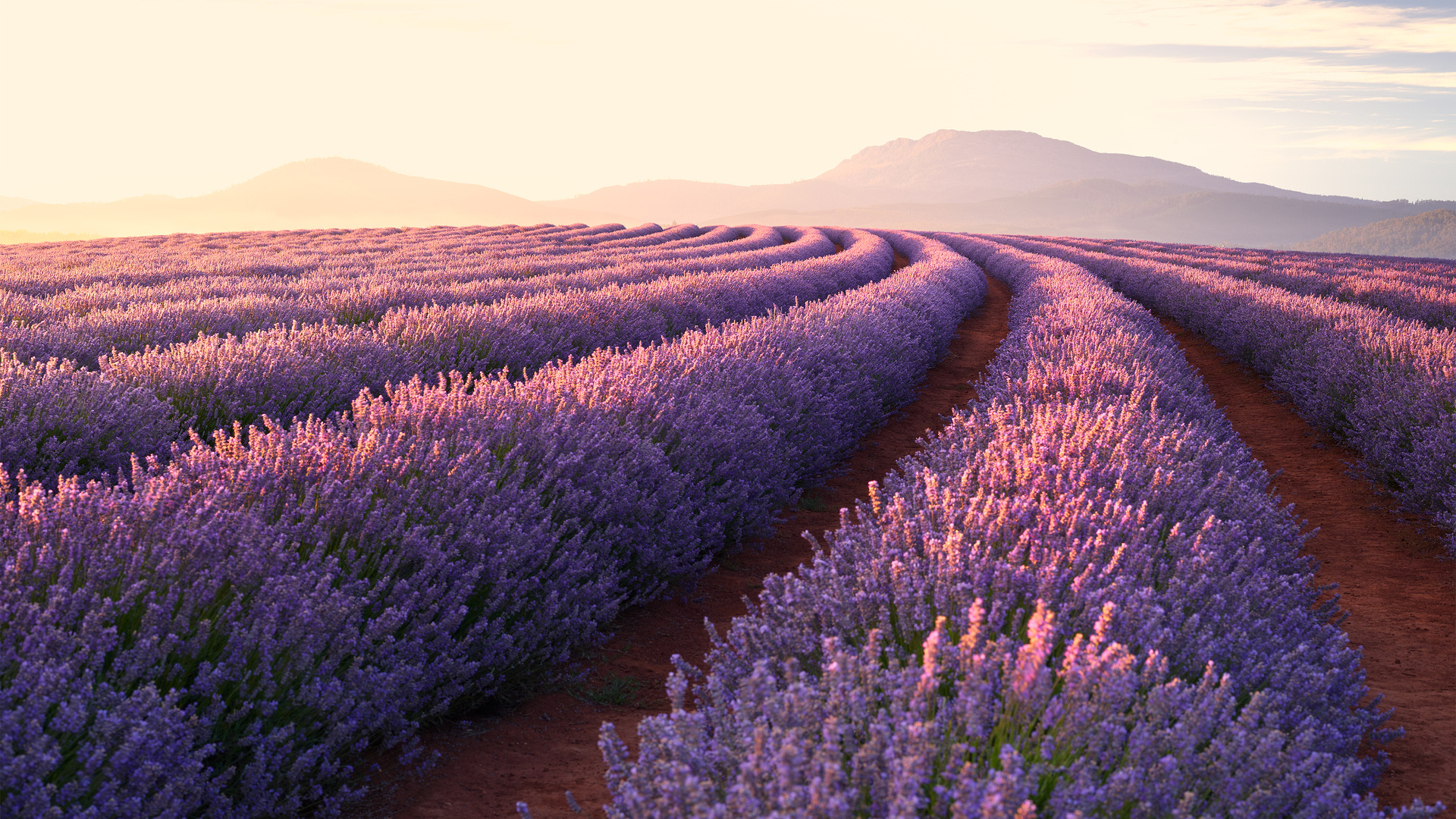 Lavender Fields Laptop Full HD 1080p 4k Wallpaper Image Photos And