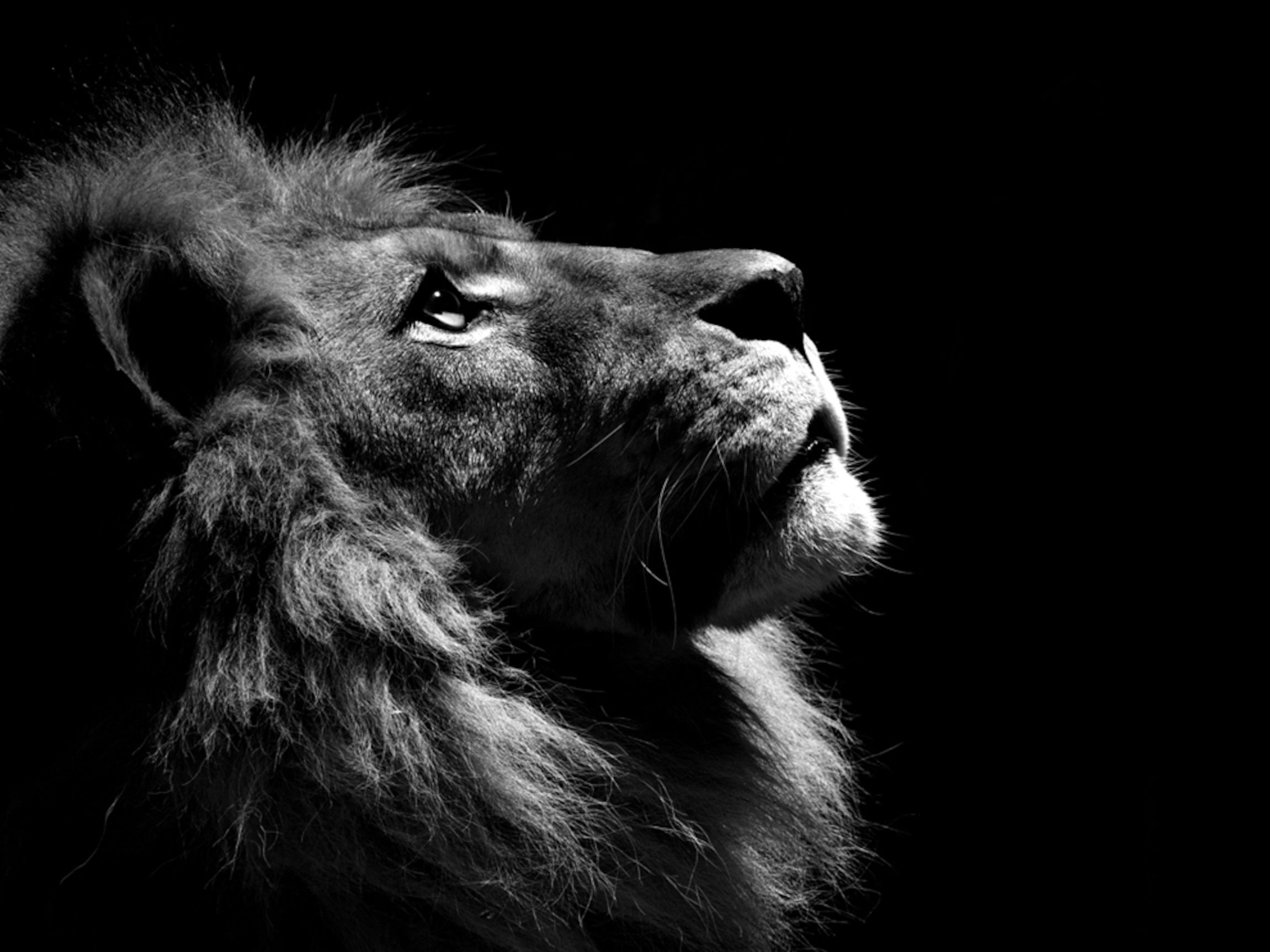 Black And White Picture Of Lions Wallpaper