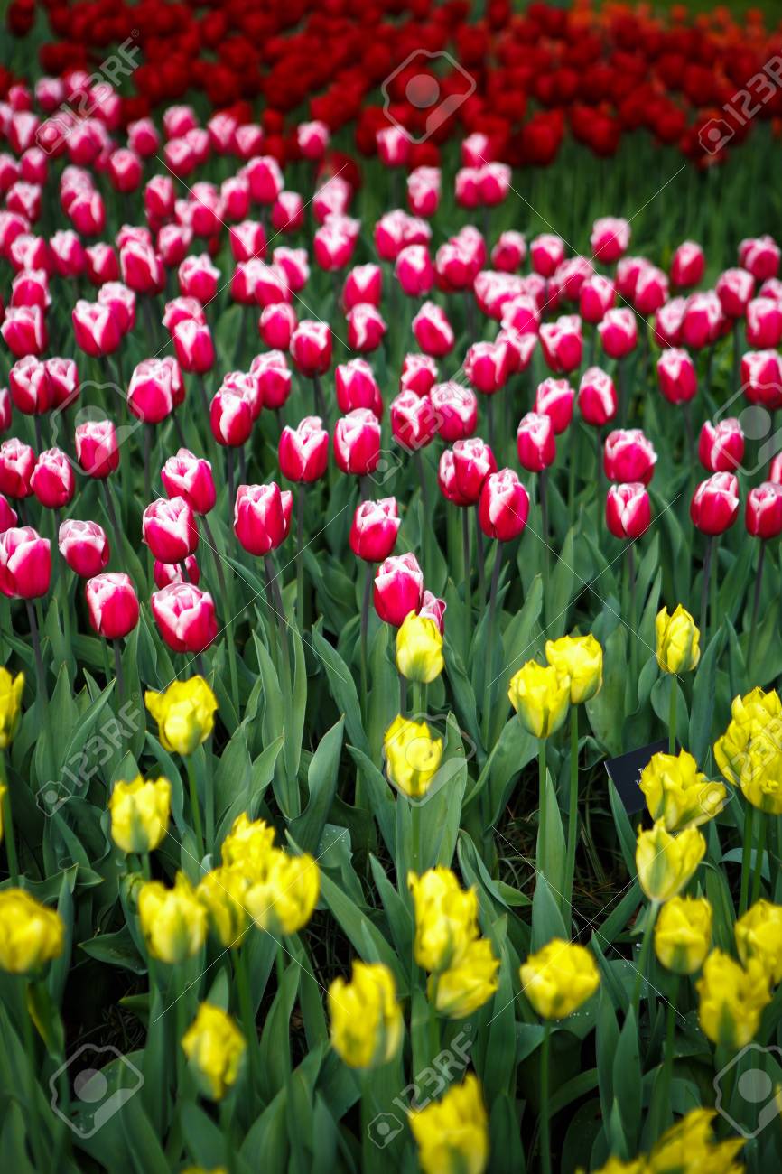 Beautiful Colorful Red Tulips Flowers Bloom In Spring Garden