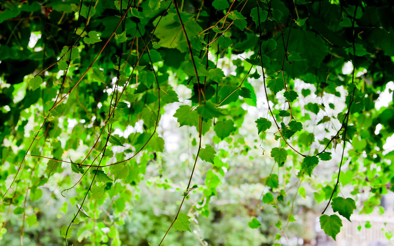 Green Seductive Wallpaper Leaves On A Vine Plant
