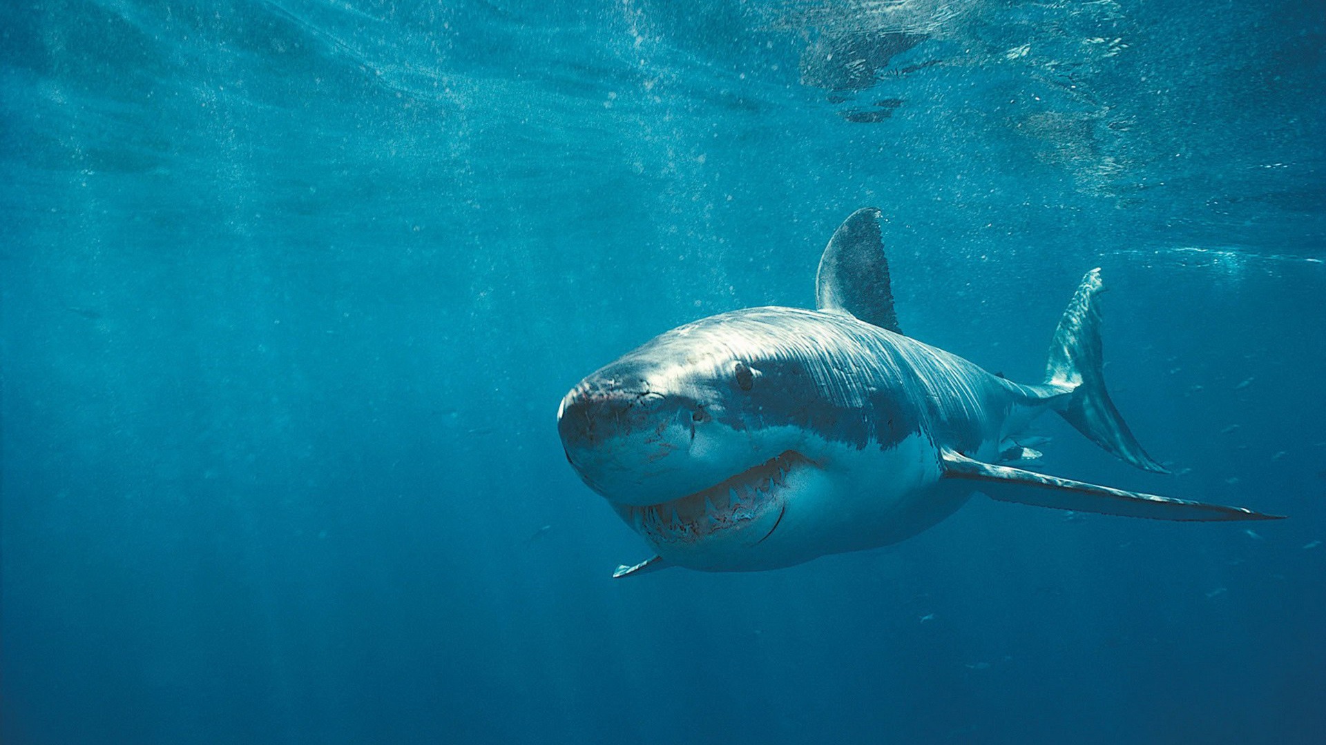 Underwater Fish Great White Shark HD Wallpaper Wallpaper55