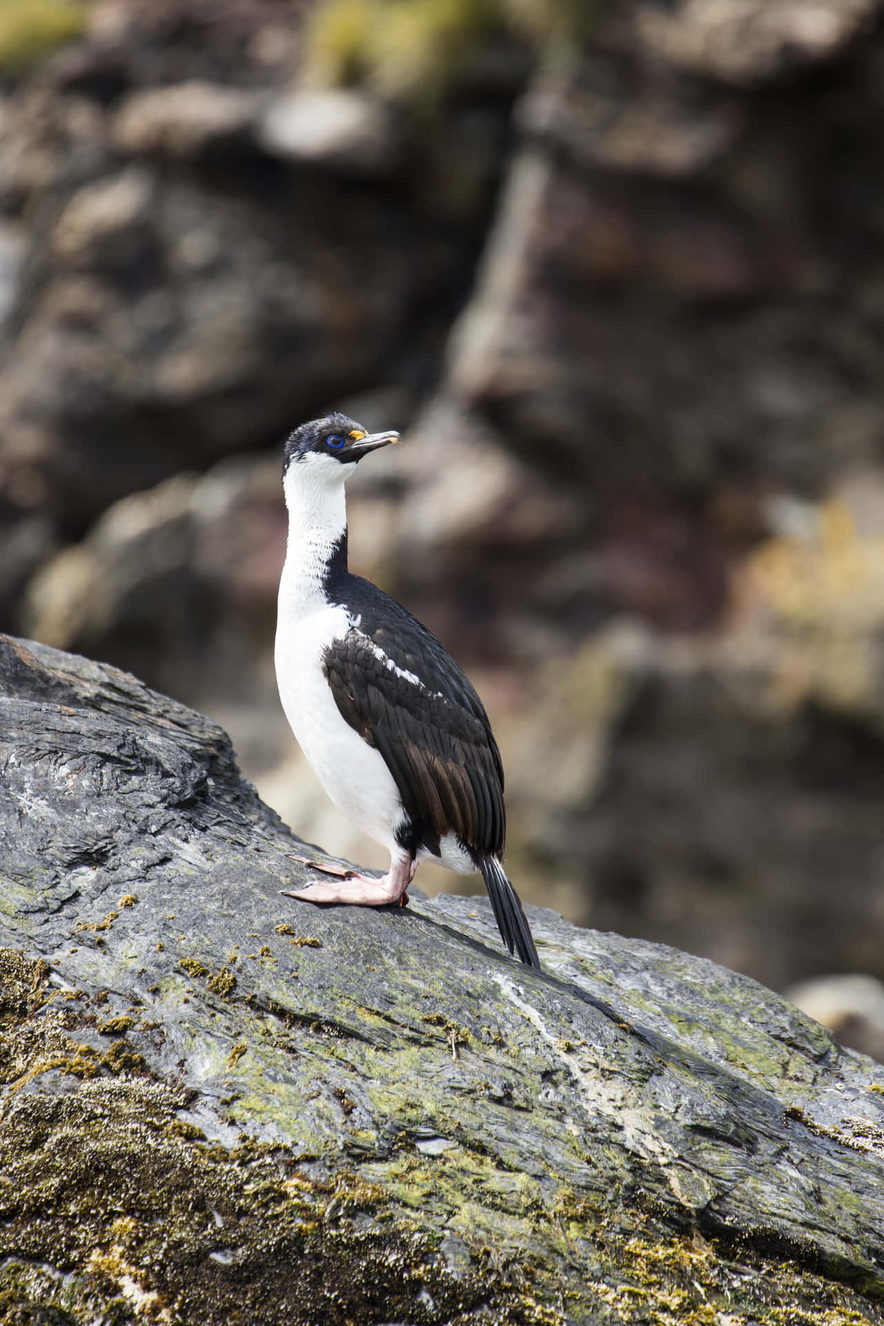 Imperial Shag Wallpaper