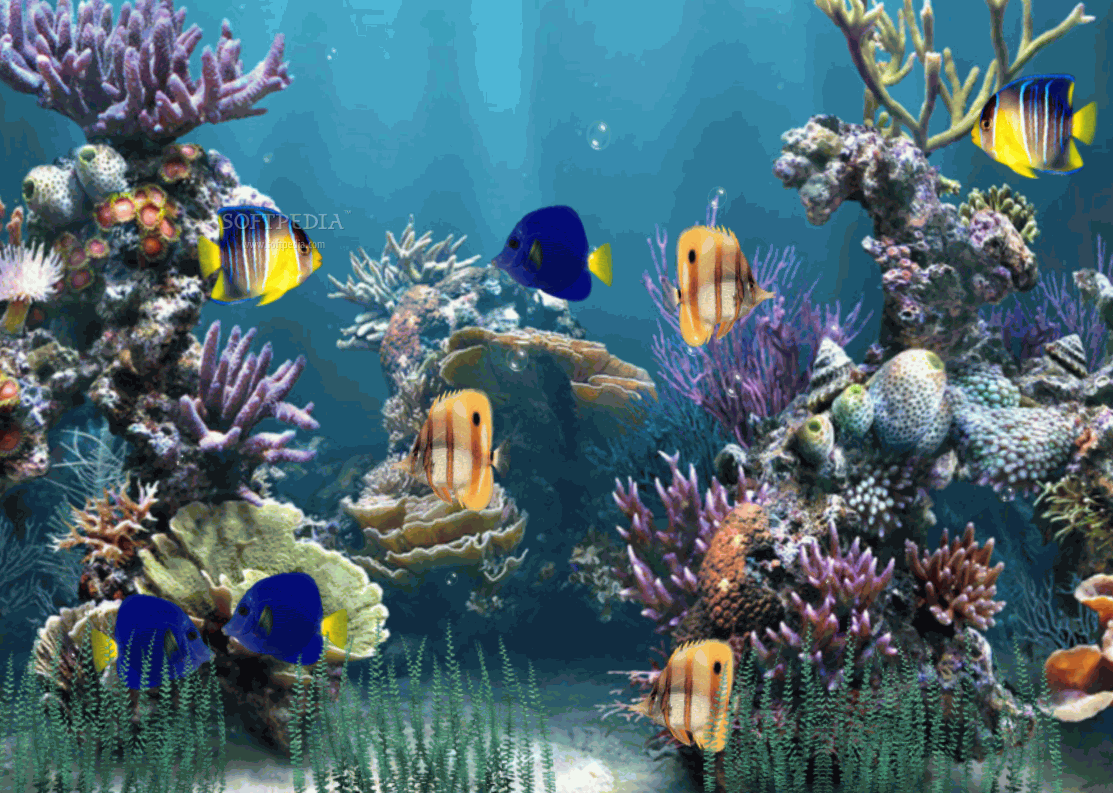 Animated Aquarium Wallpaper Windows HD Desktop