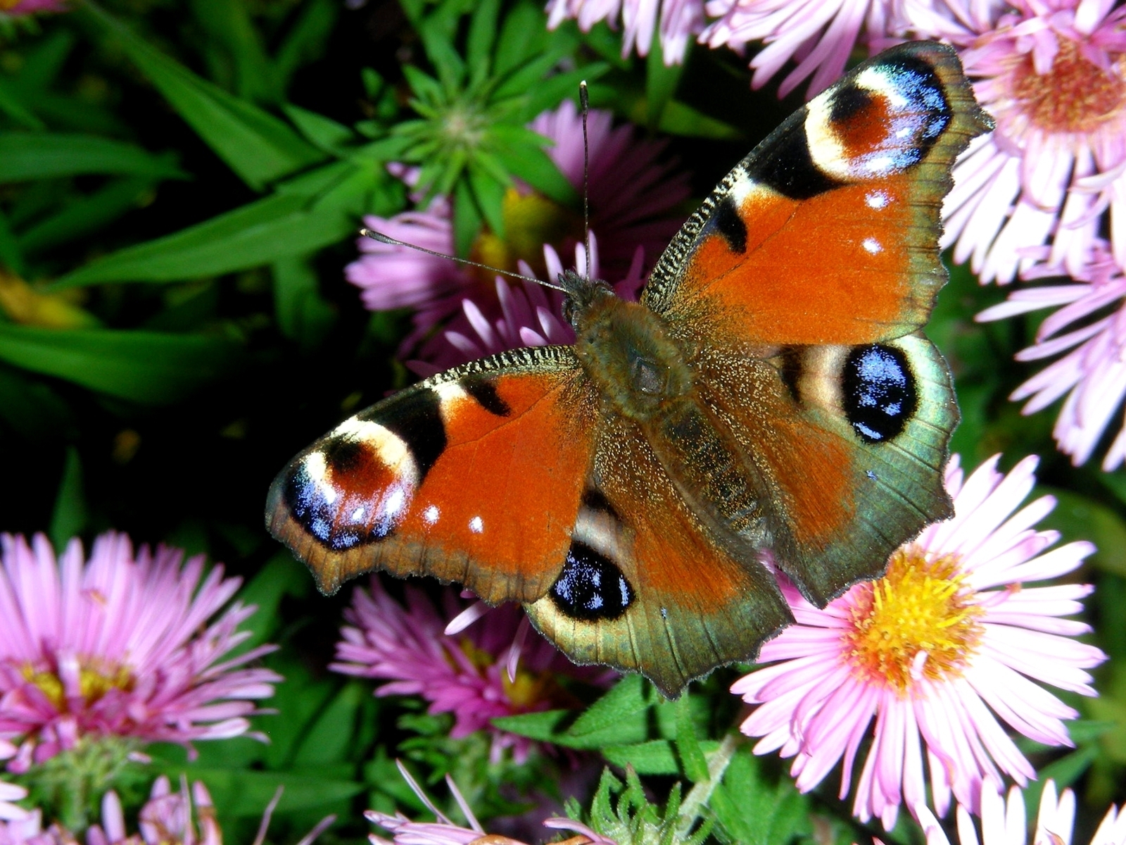 Beautiful Butterflies   Butterflies Wallpaper 9481795