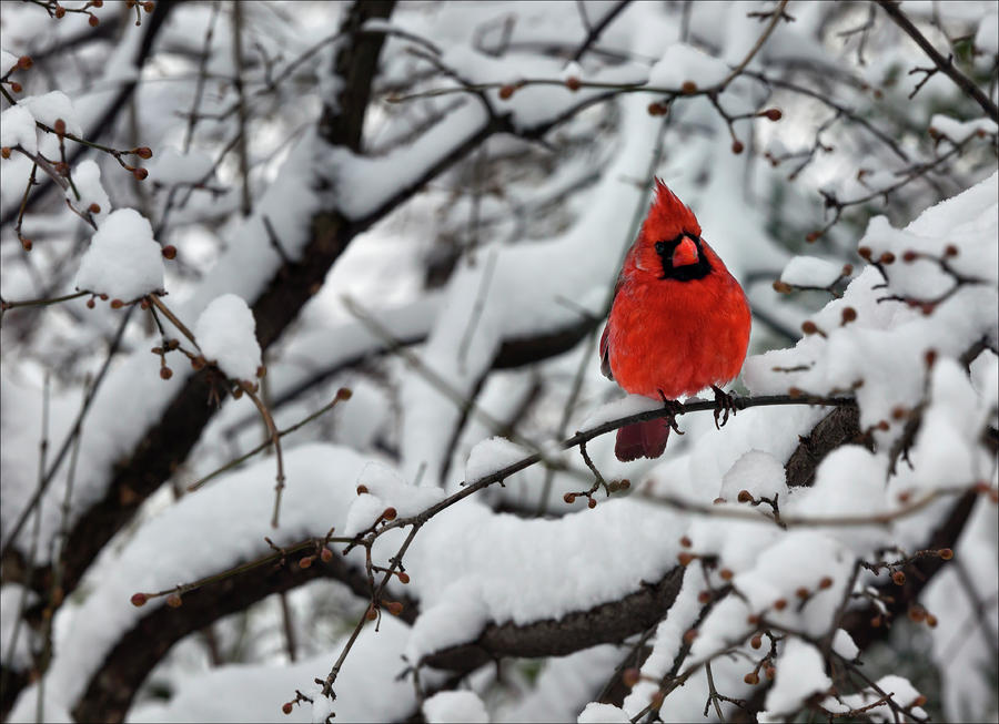 Cardinal In The Snow By Robert Ullmann