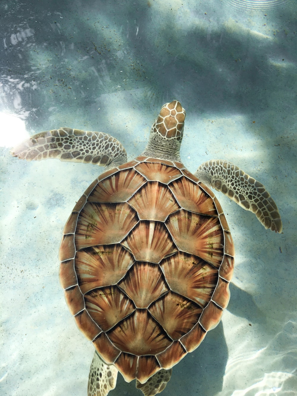 Sea Turtle Pictures Image