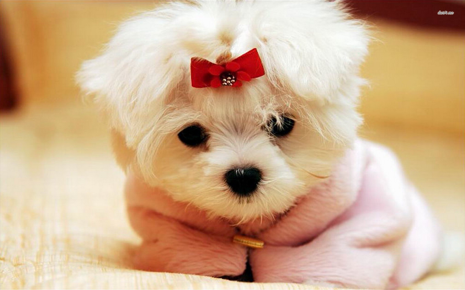 Wallpaper Of Cute Puppies
