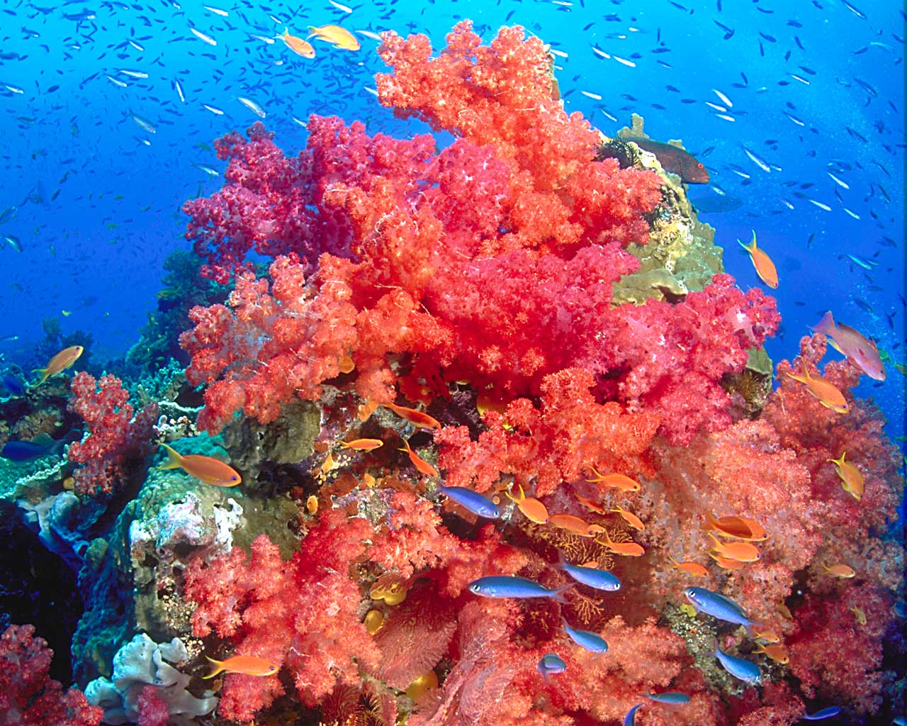 Washington Son Coral Head Somosomo Strait Taveuni Fiji