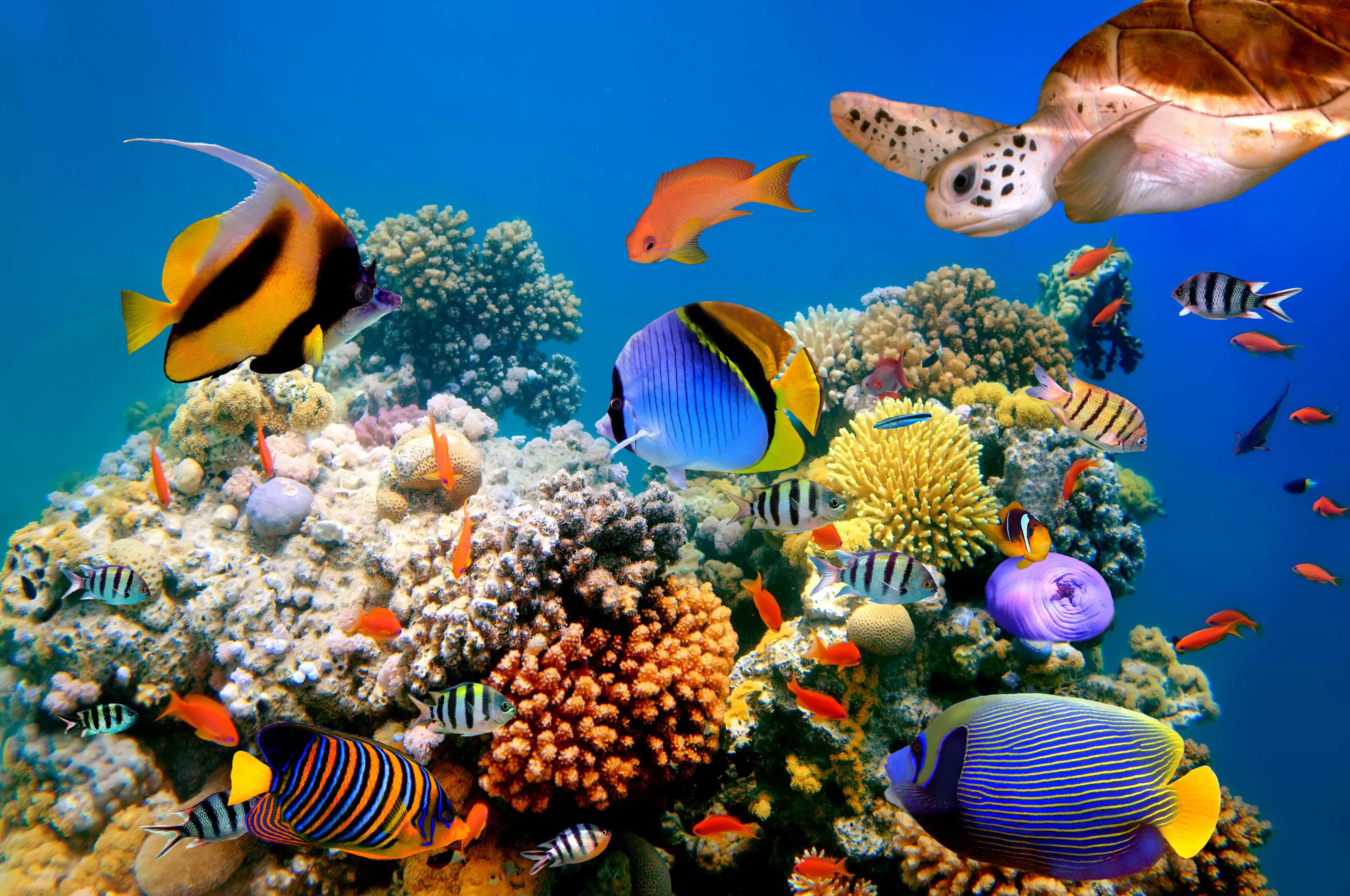  fish turtles corals tropical sea ocean coral reef wallpaper background