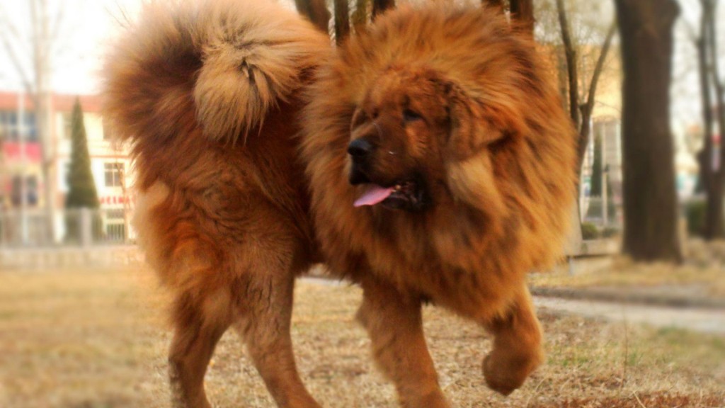Tibetan Mastiff Pictures