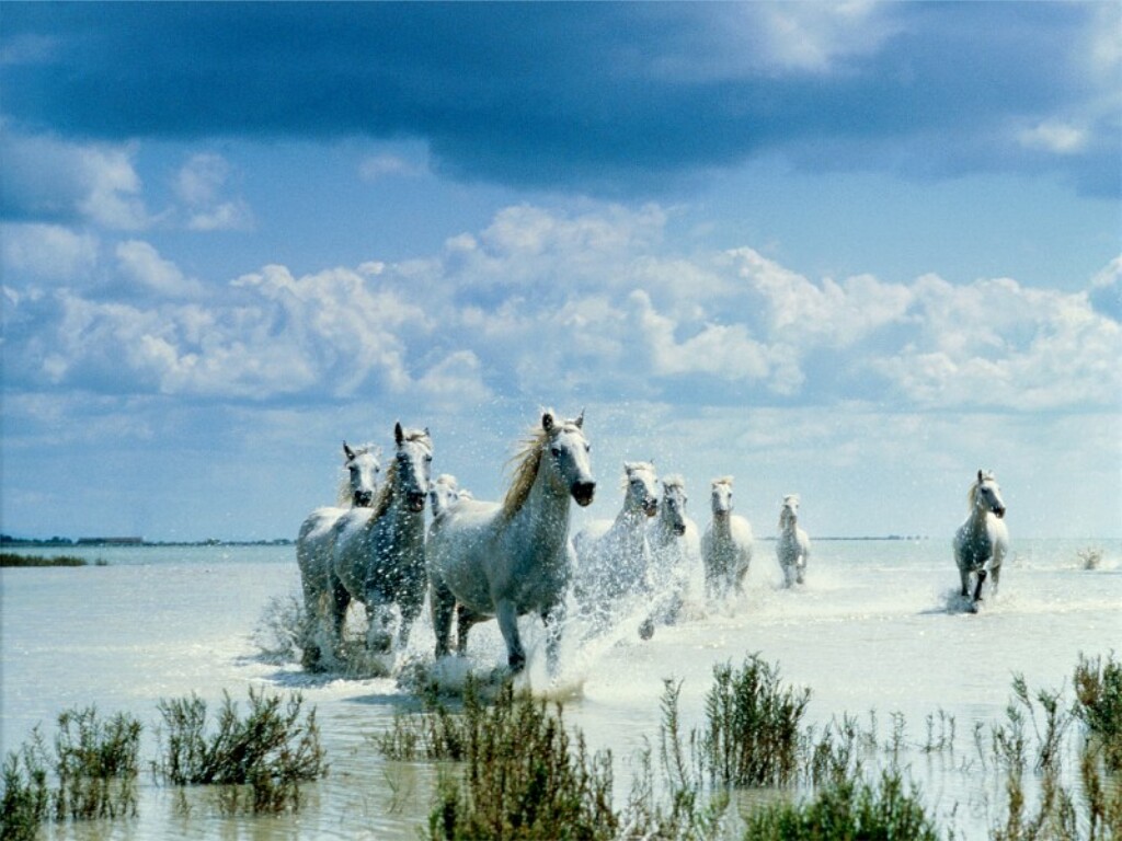 Mystical Journey Animals Wallpaper Image With Horses