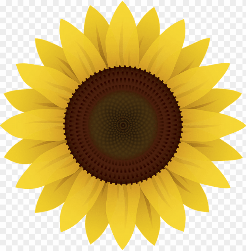 Girasol Em Png Image With Transparent Background Toppng
