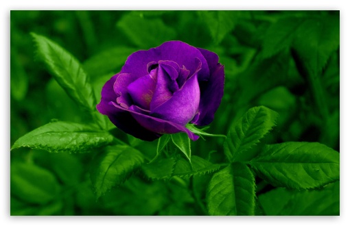 Purple Rose HD Wallpaper For Standard Fullscreen Uxga Xga Svga