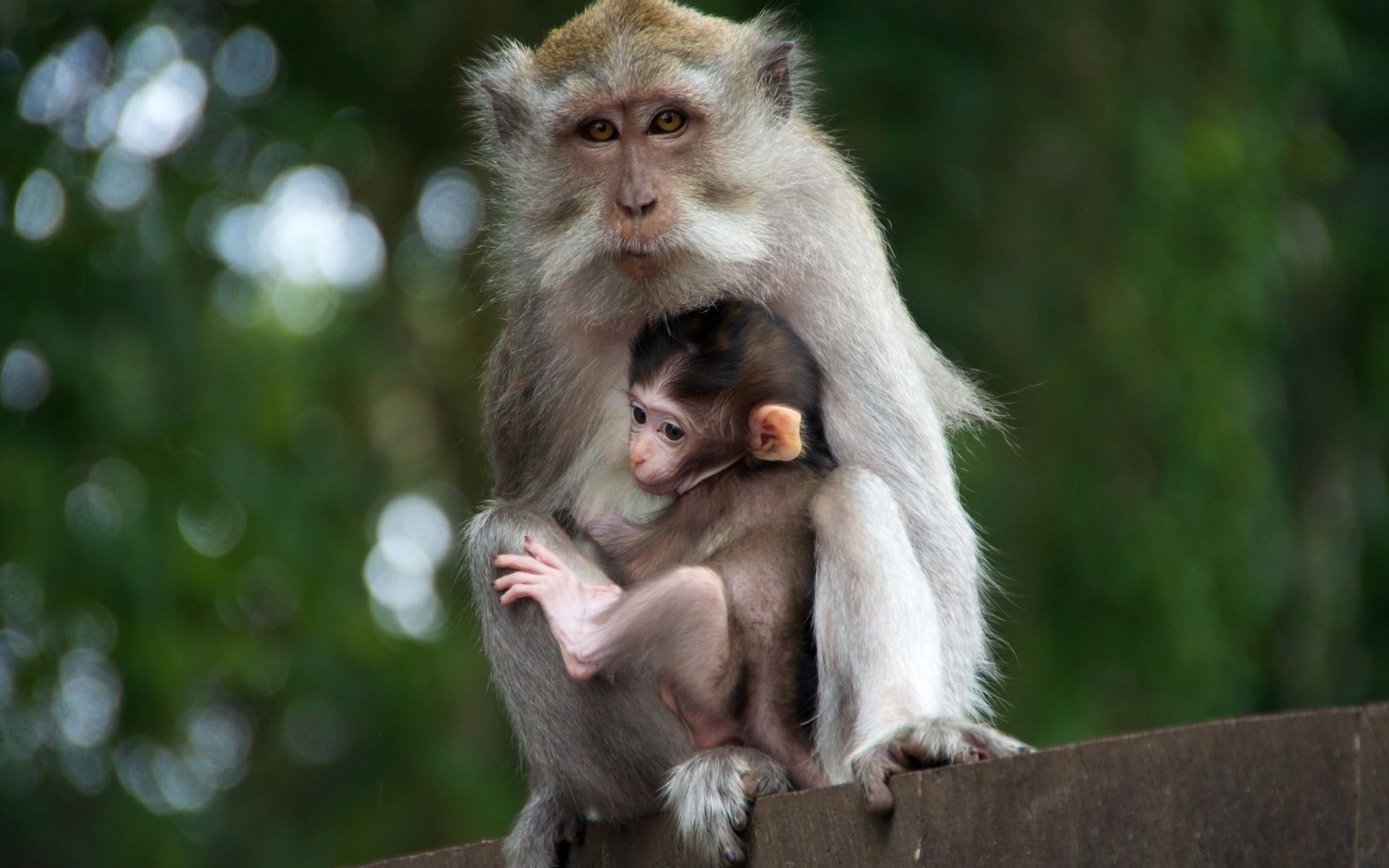 Cute monkeys wallpaper   1213569