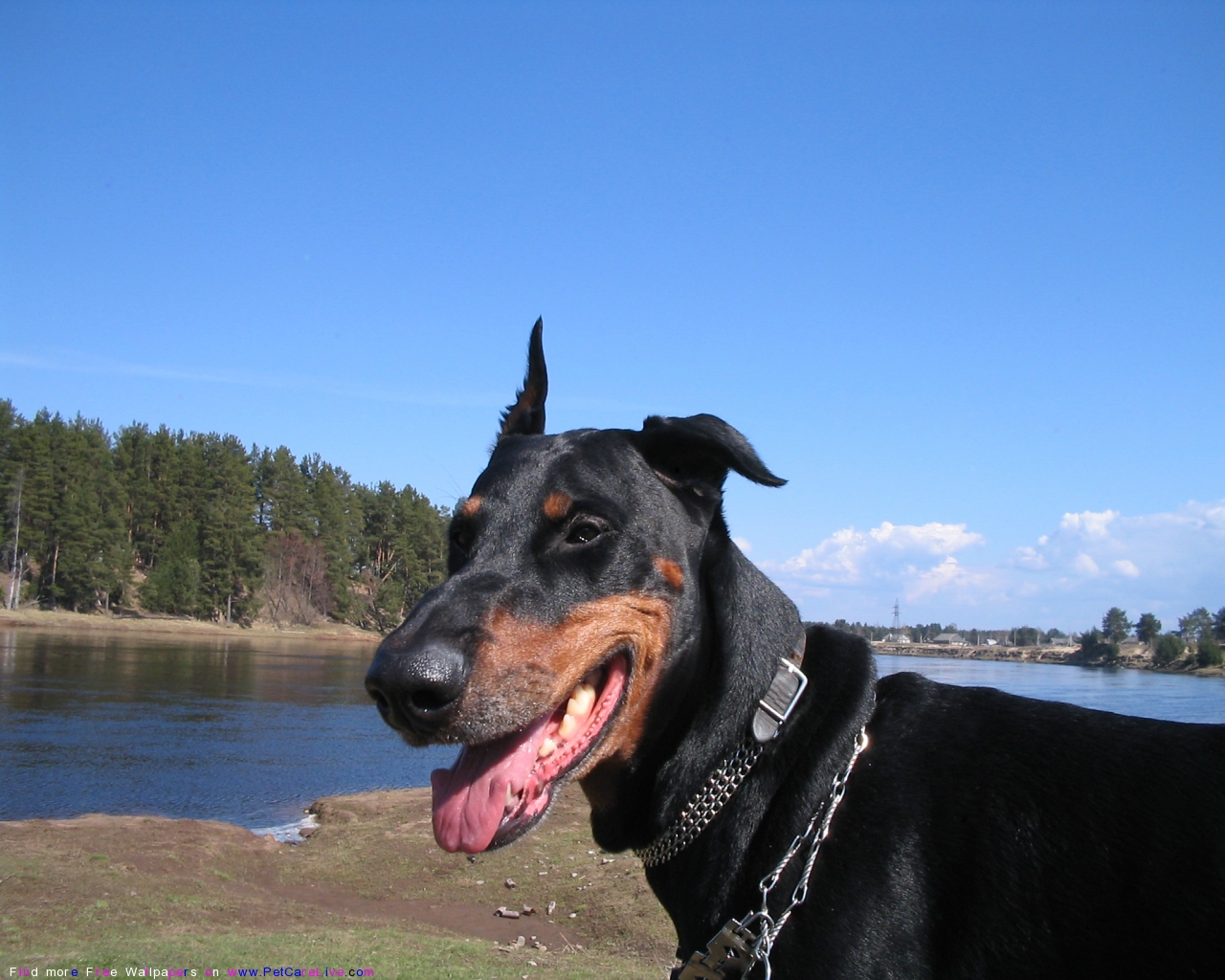 The Doberman Dog Desktop Wallpaper Pictures Online For Pc