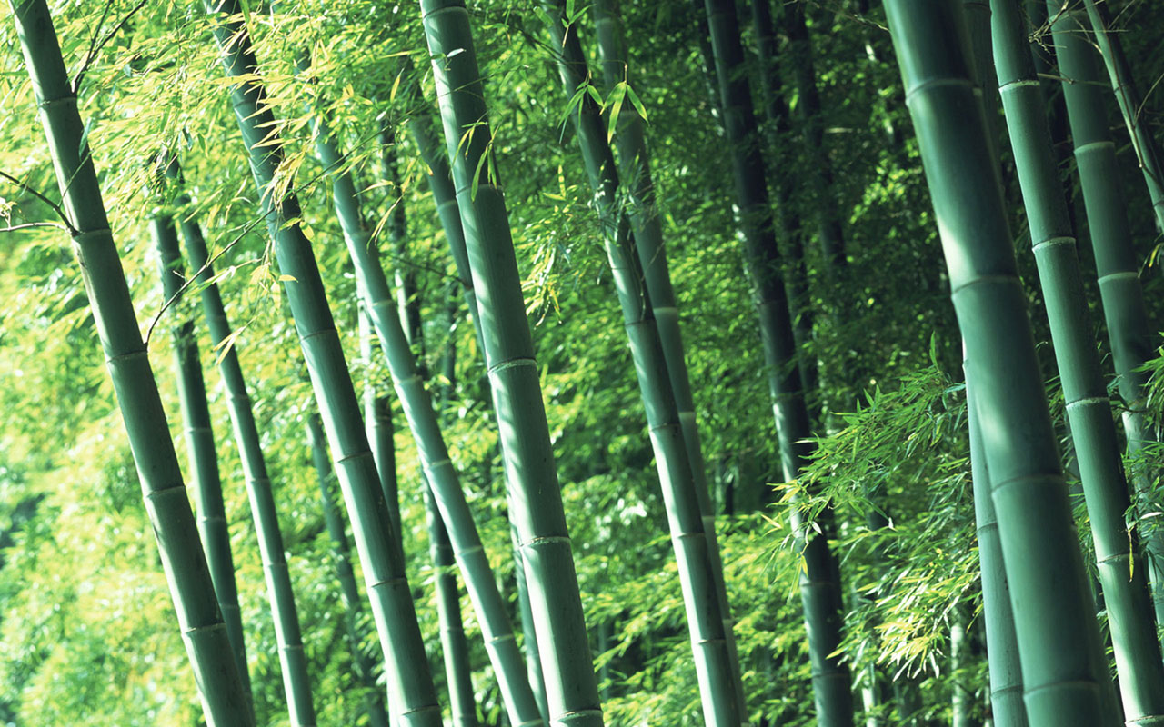 Wallpaper Of Green Bamboo