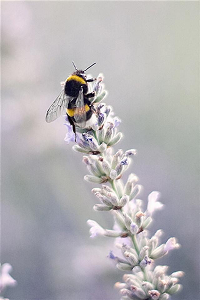 Bumble Bee Animal iPhone Wallpaper S 3g